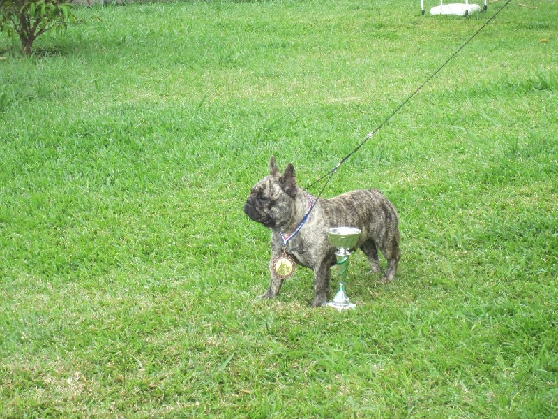 chien